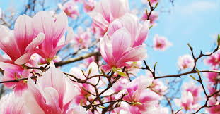 Die exotischen bäume sind sehr empfindlich und brauchen einen guten, möglichst sonnigen und geschützten standort sowie humose, leicht saure erde.außerdem mögen magnolien es nicht, wenn ihr wurzelbereich mit bodendeckern, rasen oder anderen gewächsen unterpflanzt wurde. Magnolien Prachtige Fruhbluher Wohnnet At