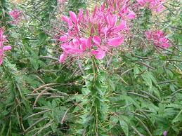 Image result for Cleome houtteana