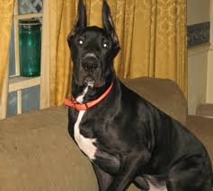 The search tool above returns a list of breeders located nearest to the zip or postal. Do Great Danes Drool And More Breed Information Hubpages
