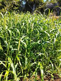 Image result for Cenchrus americanus