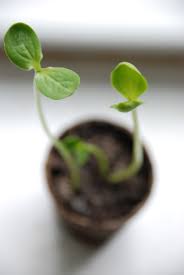 You can also save zucchini seeds by using a food dehydrator. Causes Of Long Leggy Seedlings Tomato Seedlings Growing Seedlings Seedlings