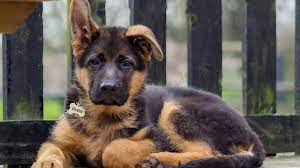 And if you're wondering what gsd puppies look like, we've got these pics. Puppy German Shepherds Wallpapers Wallpaper Cave