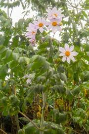 Image result for Aspilia ciliata