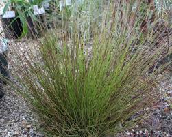 Image result for Xyris aristata