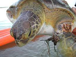 Iceland has almost eliminated down syndrome by aborting virtually 100 percent of fetuses that test positive. Sea Turtle Injuries The Turtle Hospital Rescue Rehab Release