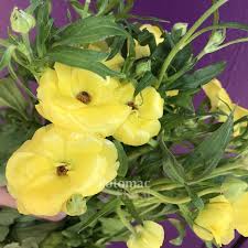 Image result for Ranunculus stagnalis