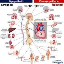 Physiological Functions Of Both The Sympathetic And Parasympathetic Nervoussystem Medical Knowledge Medical Nursing Study