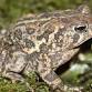 Animal Adaptation Investigation event in Huron, OH