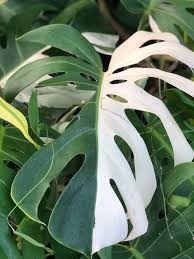 Variegated Monstera Plant Sale Rare Plants Plant Leaves