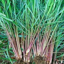 Jika dilihat sekilas, keduanya terlihat seperti rumput dengan daun yang panjang, langsing, dan tajam. Efek Larvasida Jus Serai Wangi Smk Abdurrab Pekanbaru