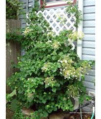 Hydrangea petiolaris, a climbing hydrangea (syn: Deciduous Shrub Hydrangea Petiolaris Trellis Urban Tree Farm Nursery