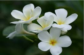 Flowers Plumeria Plumeria Flowers Flowering Trees Flower Pot Design