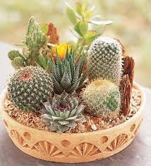 Cactus Dish Garden From 1 800 Flowers Com 1828 Cactus Arrangement Mini Cactus Garden Succulents