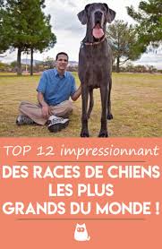 Sa race a été créée pour la chasse, et particulièrement pour de gros animaux comme les sangliers et les pumas. Quels Sont Les Chiens Les Plus Grands Du Monde 13 Chiens Geants Le Plus Grand Chien Chiens Geants Chien