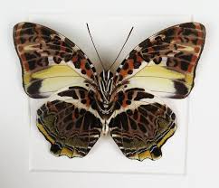 Brush footed butterflies is a reversed idea. Lot Art Brush Footed Butterfly Shadow Box Agatasa Calydonia 16 16 4 5 Cm