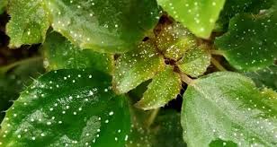 Image result for Calvoa