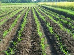 Ada berbagai macam cara menanam jagung salah satunya dengan menerapkan metode tanpa olah tanah (tot). 10 Cara Menanam Jagung Hibrida Panduan Lengkap Ilmubudidaya Com