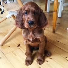 Check spelling or type a new query. Irish Setter Teddy 11 Weeks Old Today Ierse Setter Engelse Setters Iers