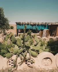 The prickly pear cactus is a perennial cacti plant that usually grows up to 5 meters or 16 feet in height. The Complete Israel Travel Guide Find Us Lost Israel Travel Jerusalem Travel Travel