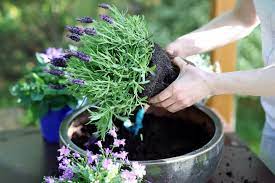Water only when soil is dry up to one inch under the surface. Planting And Caring For Lavender In Pots