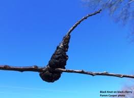 Black Knot Of Plum And Cherry