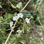 Image result for Commicarpus helenae