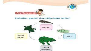 Berikut ini merupakan kunci jawaban tema 1 kelas 3 sd buku tematik tema 1 pertumbuhan dan perkembangan makhluk hidup, subtema 3 pertumbuhan hewan. Kunci Jawaban Tema 1 Kelas 3 Halaman 131 132 133 134 135 Subtema 3 Pembelajaran 5 Pertumbuhan Hewan Tribun Pontianak