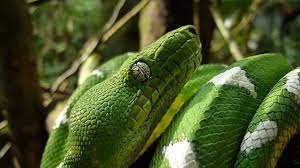 Amazon Rainforest Snakes Amazon Rainforest Rainforest Giant Anaconda