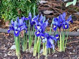 Pin On Plants Iris