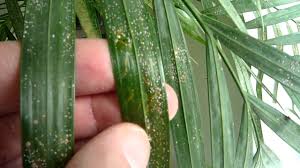 Areca palm leaves turning yellow and brown. What S Wrong With My Areca Palm Youtube