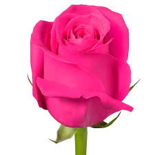 Flowers are one of the most popular motifs in literature and wedding peach gives the love angels' flowers meanings, but other than momokonote = peach the frigging flowers scene in the film pink floyd the wall is disturbingly symbolic of the. Pink Floyd Schreurs Roses