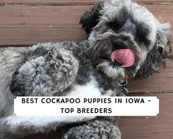 We have 4 adorable cockapoo's for sale. Cockapoo Puppies In Iowa For Sale Top 5 Breeders 2021 We Love Doodles