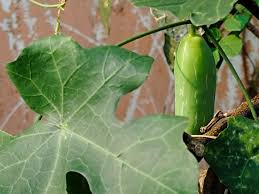 Image result for Coccinia sp. A