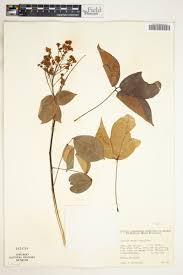 Image result for Agelaea pentagyna