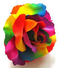 Check spelling or type a new query. 2x Huge Rainbow Roses Artificial Silk Flower Heads 6 Inches Etsy