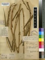 Image result for Panicum subalbidum