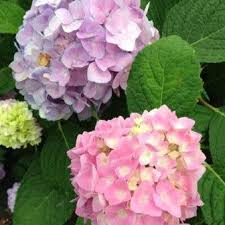 Buy let's dance® rave® hydrangea online. Shade Shrubs Alwerdt Gardens