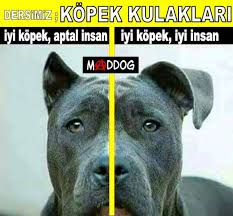 sas satin almayin sahiplenin lutfen paylasin estetik amacli yapilan kulak ve kuyruk kesimleri yasalara aykiridir ve suctur hayvanlar eglence araci ya da oyuncak degildir kendinizde yapmadiginiz ya da yapamadiginiz hicbirseyi hayvanlar