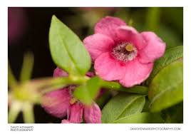 Image result for Jasminum beesianum