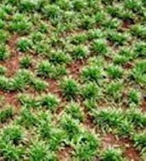 Lepaskan rumput dari gerobolan, pastikan setiap bibit ada akarnya. Rumput Jepang Salatiga Jual Rumput Gajah Mini Rumput Jepang Murah Laman 2