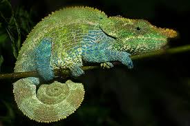 Short Horned Chameleon Gif Sean Crane Photography Blog Chameleon Animals Animal Facts