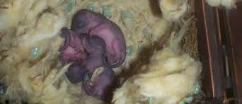 Will A Squirrel In The Attic Have A Nest Of Babies