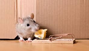 Choisir le bon outil dépend de votre style de vie et si vous voulez que votre rat de ce tracker est souvent utilisé en combinaison avec un système de détection de poudre fluorescente. Comment Se Debarrasser Des Souris Cote Maison