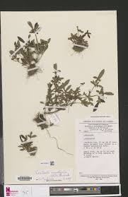 Image result for Virectaria