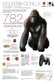 Mountain Gorilla Visual Ly Mountain Gorilla Endangered Animals Gorilla