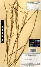 Image result for Anadelphia