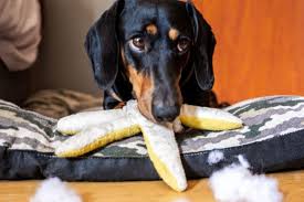 Why does my dog eat everything? | Our vets in Woburn