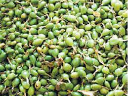 Spices Board Gives Financial Assistance To Cardamom Farmers