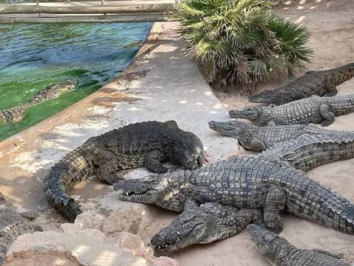 Djerba Crocodile Farm in Taguermess - Ask AI | mindtrip