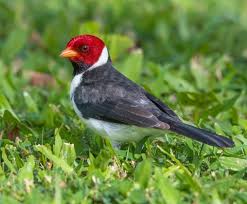 We did not find results for: Yellow Billed Cardinal Birdfinding Info